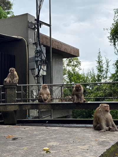 In Ratsada, Thailand, a concrete balcony overlooks lush green trees under a cloudy sky. Several monkeys are present. One monkey sits on a stone pillar to the left, facing left. Three monkeys are seated on a railing in the middle ground. One is on the far left, facing forward. The second monkey is in the center, facing forward and looking down. The third monkey is to the right, facing forward. Another monkey sits on the balcony floor in the foreground to the right, facing forward. A utility pole with wiring and equipment stands to the left of the monkeys on the railing. The balcony floor is littered with small pieces of food, primarily orange and yellow.