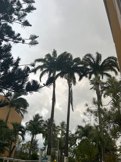 The image shows a view looking up at palm trees and other foliage against a cloudy sky, likely in a tropical setting. The location is specified as Le Gosier, France. The plants in the foreground are silhouetted, while the palm trees are more visible against the gray sky. The lighting suggests overcast conditions. There is a building partially visible amongst the trees. A lamppost is also visible behind the trees.