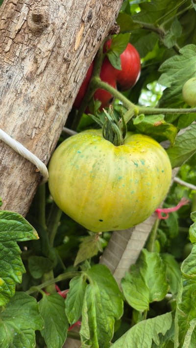 A close-up, eye-level shot focuses on a large, unripe green tomato with scattered teal speckles, growing on a vine. The tomato is positioned to the right of a rough, light-brown wooden stake, which is partially visible on the left side of the frame and secured by a white rope. Red tomatoes are visible in the background, slightly out of focus, to the right of the stake. The surrounding environment consists of lush green leaves and vines, some of which are tied with thin pink string. The scene appears to be in a garden or greenhouse, suggesting a possible location in Doirentsi, Bulgaria, given the agricultural context often associated with rural Bulgarian settings.