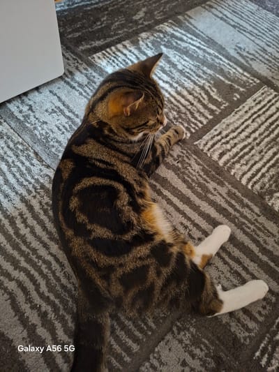 A tabby cat is lying on a striped carpet. The cat is curled on its side, with its head resting on its paws. Its fur is a mix of brown, black, and white. The carpet is grey with white stripes. There is a white object to the left of the cat. The scene is indoors. The image has a watermark in the bottom left corner that reads "Galaxy A56 5G". There is no discernible information about the location in the city of Greater London, United Kingdom.