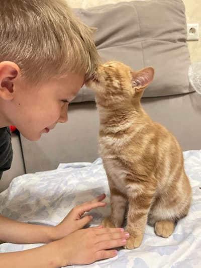 A close-up, eye-level, medium shot shows a young blond boy and an orange tabby kitten interacting on a surface covered with a white and blue patterned cloth. The boy, on the left, is looking down at the kitten with his head tilted. His face is partially obscured by his hair, but his profile and open eye are visible. The kitten, on the right, is sitting and leaning towards the boy, nuzzling his forehead. The kitten's ears are perked, and its mouth is open, appearing to be licking the boy. The boy's hands are visible in the foreground, one resting on the cloth near the kitten, and the other further back. Behind them, a gray upholstered surface, likely a couch or chair, is visible, with a white electrical outlet on the wall in the upper right background. The scene is indoors. The location is stated to be in the city of Kommunarka, Russia.