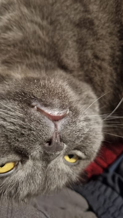 A close-up, overhead view captures a grey cat lying on its back, its face filling the frame. The cat has bright yellow eyes and its mouth is slightly open, revealing pink gums and small teeth. A small, dark nose is visible below the mouth. The cat's fur is short and dense. The background is blurred, with hints of red and dark blue fabric. The location is not specified in the image, and therefore cannot be determined to be in Vysokoe, Russia.