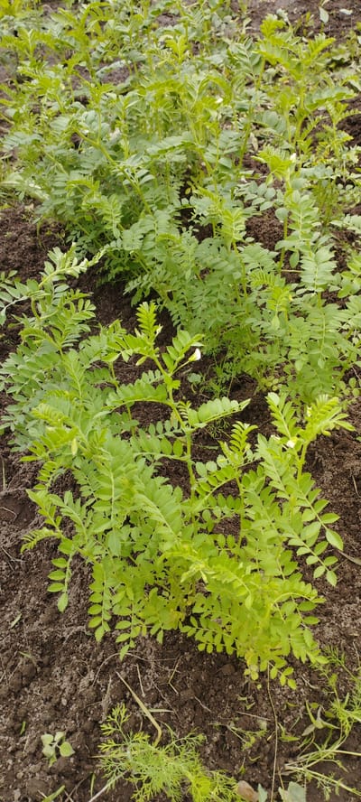 A medium shot captures a patch of young chickpea plants growing in dark soil. The plants are vibrant green and have a bushy, low-lying growth pattern. Their leaves are compound, with multiple small leaflets arranged along a central stem, giving them a feathery appearance. Some plants display small, delicate white flowers, indicating they are in bloom. The soil appears moist and loamy, with some dried leaves or plant debris scattered on the surface. The overall impression is of a healthy, growing crop in an agricultural setting. The scene is devoid of people or any other discernible objects or actions. The location is specified as Абухаўскі сельскі Савет, Belarus.