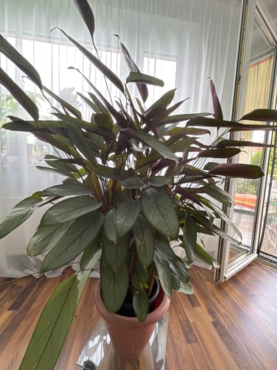 A large, healthy Ctenanthe burle-marxii plant, also known as the Prayer Plant, is shown in a terra cotta pot indoors. The plant's long, lance-shaped leaves are a deep green with darker veins and a purplish underside. The plant is positioned in front of a sheer white curtain and a large glass door or window, suggesting it is in a room with natural light. The flooring is made of polished wood planks. The scene appears to be within a residential interior, likely in Bietigheim-Bissingen, Germany, given the architectural style of the windows and the overall domestic setting. There are no people present in the image.
