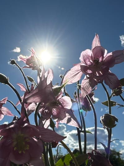 This media file depicts a low-angle view of purple columbine flowers against a bright blue sky. The sun is prominently featured on the left side of the image, casting a strong lens flare and backlighting the delicate petals, making them appear translucent and highlighting their intricate venation. Several flowers are in bloom, some fully open and others in various stages of development, with visible buds. Dark stems and green leaves are also present, contrasting with the vibrant flowers and sky. Small, wispy clouds are scattered across the upper portion of the sky. The overall impression is one of a sunny day, likely in late spring or summer, with the flowers reaching towards the sun. The location context suggests this scene is in Steklyannyi, Russia. No text is visible in the image.