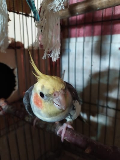 The image shows a close-up of a cockatiel bird perched on a wooden branch inside a cage. The bird has a yellow crest, white cheeks with orange blush, and gray and white plumage. It is looking directly at the camera with its beak slightly open. The background of the cage is visible, with vertical bars and some frayed white ropes hanging from the top. The lighting is dim, creating shadows and highlighting the bird's features. There is no indication of the city of Baku, Azerbaijan, or any other specific city.