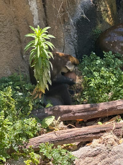A monkey is sitting on the ground, holding a coconut, and appears to be eating it. The monkey is in a naturalistic enclosure that mimics a rocky, vegetated environment. There are rocks, various types of greenery including small plants with white flowers, and fallen logs scattered throughout the scene. The lighting suggests it is daytime and sunny. The image was captured in San Diego, United States of America.