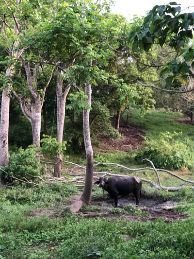 In Kathaluwa, Sri Lanka, a dark-colored water buffalo stands in a muddy clearing amidst lush green foliage. The buffalo is facing left, with its head slightly lowered. Its body appears wet and coated with mud, suggesting it has been wallowing. The surrounding environment is a dense forest with tall trees, their trunks visible and extending upwards to a canopy of green leaves. Sunlight filters through the leaves, creating dappled light on the forest floor. Fallen branches and debris are scattered around the clearing. The ground is covered in grass and mud, with some water visible in the buffalo's immediate vicinity.
