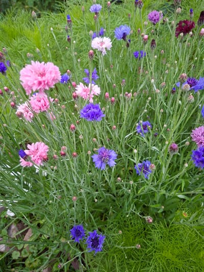 This is a close-up, eye-level, full shot of a patch of cornflowers in a garden. The flowers are a mix of pink, blue, and purple, with a few dark red ones also present. They are all in various stages of bloom, with some fully open and others still as buds. The cornflowers are surrounded by tall, green grass and thin, green stems. The overall impression is one of a vibrant and natural garden scene. The location is stated to be in Olshanka Kp, Russia.