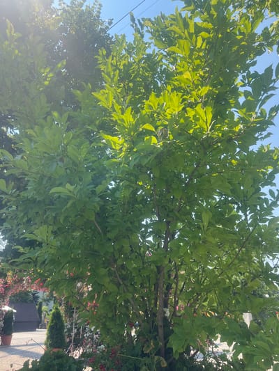 The image shows a tree with lush green leaves, backlit by the sun, with a clear blue sky above. In the background, there are more trees and some flowers, as well as a building with a dark roof. A power line is visible in the upper right corner. The scene appears to be outdoors, possibly in a garden or park. There are no people or animals visible in the image. The image does not provide any specific details that would allow for identification of the location in Iași, Romania.