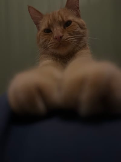 An orange tabby cat is captured from a low angle, with its front paws prominently blurred in the foreground. The cat's head is turned slightly towards the viewer, with its eyes open and ears alert. The background is a muted green, and the cat appears to be resting on a dark blue surface, possibly furniture. The image lacks any discernible elements that would indicate a specific location in Zabrze, Poland.