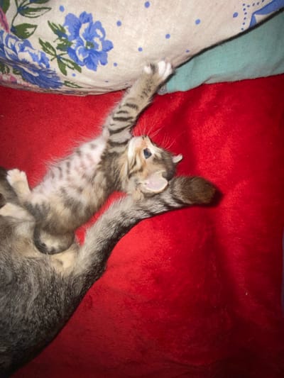 Two kittens, one larger and one smaller, are lying on a red textured surface, possibly a blanket. The larger kitten is mostly visible from the back and side, with its grey and black striped tail curled. The smaller kitten is lying on top of the larger one, facing upwards and to the right. It has grey and brown tabby markings and its paws are extended. A patterned fabric with blue flowers is visible in the upper left corner. The scene is indoors. No specific location in Nova Praha, Ukraine is identifiable from the image.