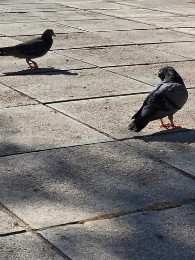 Two pigeons are on a paved surface made of large square concrete tiles. The pigeon on the left is dark grey and is looking to the left. The pigeon on the right is also grey and is looking down, with its head tucked in. The sun is casting shadows from the pigeons onto the pavement. The scene appears to be in a public area, likely a park or a plaza, given the paving stones and the presence of pigeons. The image is taken from a slightly elevated angle. The lighting suggests it is daytime, with the sun high in the sky. The overall impression is a common urban scene.