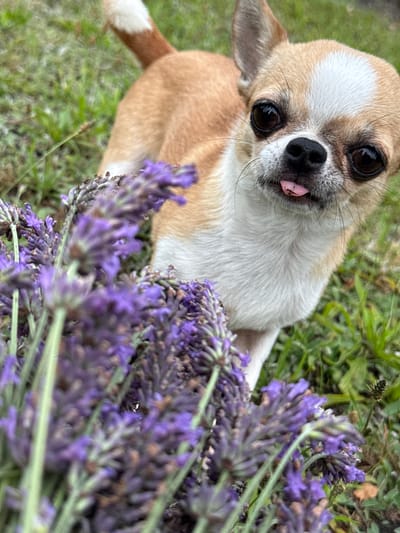 A chihuahua with tan and white fur is positioned in the foreground of a grassy outdoor setting, with several stalks of blooming lavender in front of it. The dog's tongue is sticking out slightly to the right. The chihuahua's eyes are dark and wide, and it has a white blaze on its forehead and white fur on its chest and muzzle. The lavender flowers are a vibrant purple and appear to be in focus in the lower left quadrant of the image. The background consists of green grass, some of which is blurred due to the shallow depth of field. The overall scene evokes a peaceful, natural environment. The image was taken in Lauchhammer, Germany.