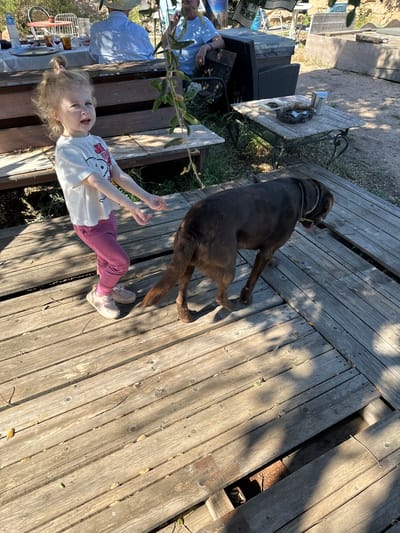 A toddler with blonde hair tied in a ponytail is standing on a wooden deck, looking towards the camera with her mouth open. She is wearing a white t-shirt with a pink and black graphic and pink pants. To her right, a large brown dog is standing on the deck, facing away from the camera. In the background, a wooden bench is visible, with people seated at a table covered with a white tablecloth. The environment appears to be outdoors, possibly a backyard, with trees and other vegetation. The image is taken during the day with sunlight casting shadows on the deck.