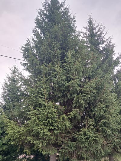 An outdoor, eye-level, medium shot captures the dense canopy of a large evergreen tree, likely a spruce, against an overcast sky. The branches, laden with dark green needles, extend outwards and upwards, filling most of the frame. The texture of the needles is visible, appearing short and densely packed. Towards the left of the image, a thin black wire is suspended horizontally against the sky. The lower portion of the image reveals glimpses of other evergreen trees and the top of what appears to be a tree trunk, suggesting a wooded or park-like setting in Prokudskoye, Russia. No people or animals are present in the scene. The lighting is diffused and even due to the cloudy conditions.