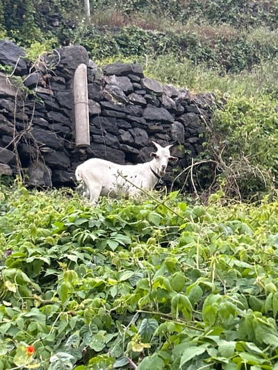 A white goat stands in dense green foliage in front of a rustic stone wall. The goat, wearing a black collar, has its head turned to the left, looking towards the camera. Its horns are pointed upwards and slightly backwards. Behind the goat, the stone wall is constructed from dark, irregularly shaped rocks. A light-colored, cylindrical object, possibly a post or support, is embedded vertically in the wall to the left of the goat. The background is filled with lush green vegetation, suggesting a rural or semi-rural environment, likely on the outskirts or within a natural area of Câmara de Lobos, Portugal. The lighting appears to be overcast, providing soft illumination.