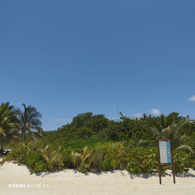 A sunny day at Playa del Carmen, Mexico reveals a tranquil beach scene. The foreground consists of a sandy beach with various plants and shrubs interspersed throughout. Palm trees rise to the left and right edges of the frame. In the midground, there is dense green vegetation. A sign displaying "REGLAMENTO DE PLAYA / BEACH REGULATIONS" stands on the right. The sky is a clear, vibrant blue. An antenna rises behind some foliage. The beach is deserted, there are no people visible.