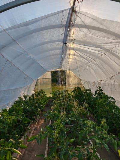 The image shows the interior of a greenhouse with rows of young tomato plants. The greenhouse has a white, translucent cover, which is supported by a metal frame. Sunlight is filtering through the cover, creating a warm glow and casting shadows on the plants. The plants are lush and green, with some bearing small yellow flowers, indicating they are in the early stages of fruiting. They are planted in raised beds made of wooden planks. In the background, an open doorway reveals a glimpse of the outside, with green foliage and trees visible, suggesting a rural or garden setting. The time of day appears to be late afternoon or early evening, given the warm, golden light. The weather seems to be fair and calm, conducive to plant growth. The scene evokes a sense of peaceful cultivation and growth, a common sight in agricultural settings. There is no visible text in the image.