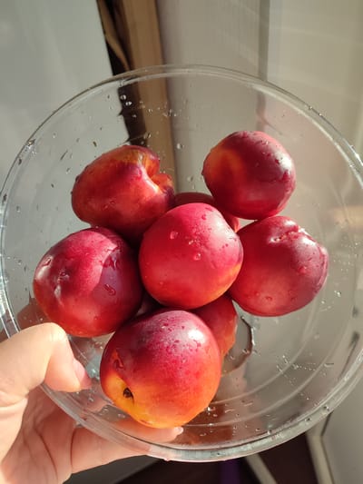 A close-up shot shows a clear plastic bowl filled with several ripe nectarines. The nectarines are predominantly red with some yellow and orange blush. Tiny water droplets are visible on the surface of the fruit and the inside of the bowl, suggesting they have been washed. Sunlight streams in from the right, casting shadows and highlighting the glistening water droplets, indicating it is likely daytime, possibly morning or afternoon.

A hand is visible on the left side of the frame, holding the edge of the bowl. The background is out of focus, but appears to be an indoor setting with a wall and a curtain or blinds. The light suggests a window is present. No text is visible in the image. The overall mood is one of freshness and natural beauty, possibly depicting the preparation of fruit for consumption. The location context provided is Murino, Russia, but there are no specific visual cues in the image to confirm this.