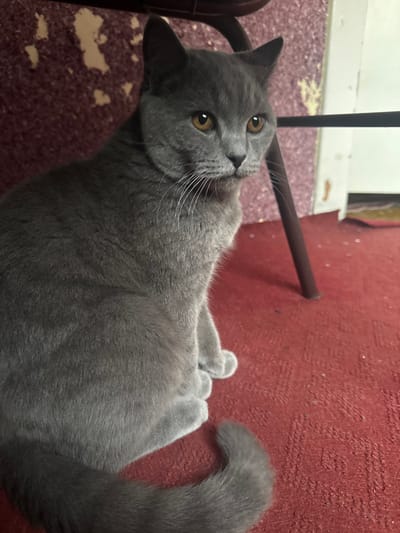 A gray cat lies curled up on a patterned chair. Its head is tilted towards the camera with curious, amber eyes. The fur is short and sleek. A portion of its body rests on the chair, while the tail curls onto a red, textured surface in the background. Hints of brown chair supports and patterned chair fabric are also visible.