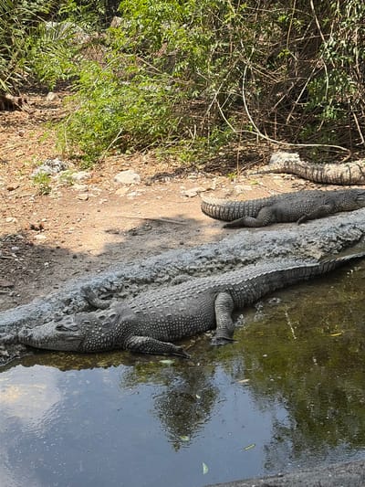 Two crocodiles are lying on a concrete bank alongside a body of water. The first crocodile is partially submerged in the water. The second is lying on the concrete bank with its tail near some green vegetation and dead branches. The photograph appears to have been taken in daylight and the location may be San Pedro Zacachimalpa, Mexico.