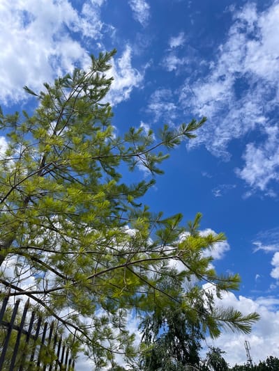 The image depicts a bright, sunny day with a vibrant blue sky filled with scattered white clouds. The foreground is dominated by the branches and needle-like leaves of a pine tree, with its green foliage illuminated by the sunlight. Below the pine tree, a black metal fence with decorative finials runs along the bottom left of the frame. To the right of the pine tree, other trees and foliage are visible, and a cell tower can be seen in the distance against the cloudy sky. The scene appears to be an outdoor setting, possibly a park or garden, in the city of Donskoye, Russia, given the implied context of the prompt. There are no people or animals visible in the image.