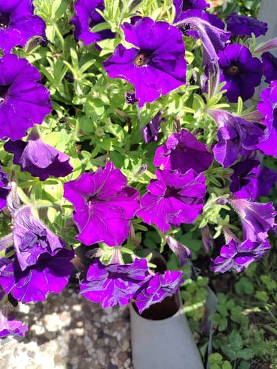 The image shows a close-up view of several vibrant purple petunia flowers. The flowers are in full bloom, with their trumpet-shaped petals spread open. Some of the petals have darker purple veins, adding depth and detail to their appearance. The centers of the flowers are a darker shade, almost black, with visible stamens. The surrounding foliage is a bright green, with some of the leaves and stems appearing fuzzy. The lighting suggests it is daytime, with sunlight casting shadows and highlighting the textures of the flowers and leaves. The background is a mix of green plants and dark soil, with a hint of a grey cylindrical object, possibly a planter or pot, visible in the lower right corner. The overall impression is one of a lush and colorful garden setting on a sunny day. There is no visible text in the image.