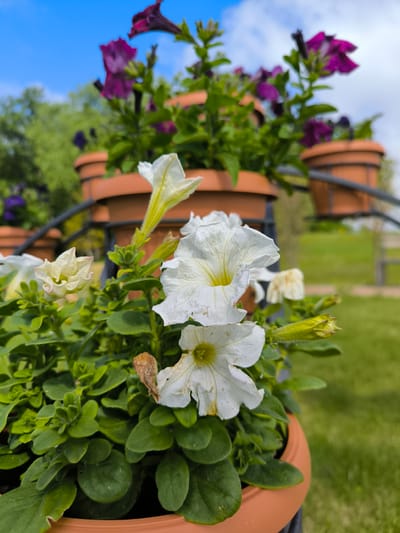 In Laskino, Russia, a close-up shot focuses on white petunias in a terracotta pot. The flowers, some fully bloomed with delicate yellow centers and others budding, are the primary subjects. Behind them, blurred purple petunias in similar pots and lush green foliage create a soft background. The scene is set outdoors, with a bright blue sky with scattered clouds and a grassy lawn visible in the distance, suggesting a park or garden setting.