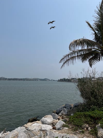 The image depicts a waterfront scene, likely in Coatzacoalcos, Mexico. A palm tree overhangs the left side of the frame, its fronds extending into the sky. Two birds are in flight. The water stretches across the majority of the image, with a shoreline on the right side, composed of rocks, grass, and trees. In the distance, a city line is visible. The sky is hazy.