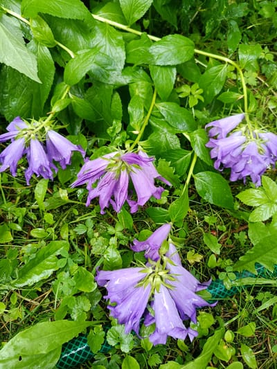 In the city of Vereya, Russia, a garden scene unfolds with a focus on purple bellflowers. The flowers, some appearing wilted and drooping, are scattered amongst lush, wet green foliage and grass. A portion of a green garden hose is visible in the lower right quadrant of the image, suggesting recent watering or its presence within the garden. The overall impression is one of a damp, verdant outdoor space.