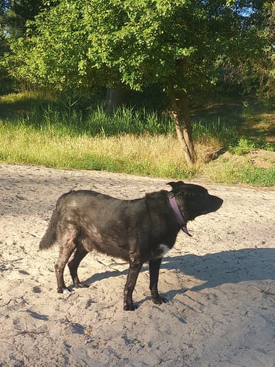 A medium-sized, black, short-haired dog stands on a sandy path in a park-like setting, with a backdrop of trees and grass. The dog is wearing a purple collar and has some white fur on its chest. The lighting suggests it is daytime, with shadows cast on the sand. The scene appears to be outdoors, possibly in a rural or recreational area.