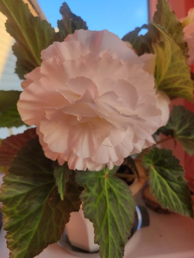The media file is a close-up, high-angle shot of a light pink begonia flower in bloom. The flower has many ruffled petals and is partially obscured by the plant's dark green leaves, which have serrated edges and a textured surface. The background shows a bright blue sky on the left, suggesting it is daytime and outdoors. To the right, a white pot and a dark bottle with a blue band are visible, hinting at a garden or balcony setting. The lighting is bright, casting soft shadows and highlighting the delicate texture of the flower petals. There is no visible text in the image. The overall mood is peaceful and showcases the beauty of the plant.