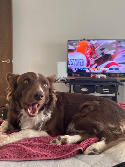 A brown and white dog lies on a bed, mouth open with visible teeth. A pink towel is partially covering the dog. In the background, a television shows a football game. The screen displays players in helmets, with the name "WESTOVER" visible on one jersey. A black metal shelf unit holding various items is adjacent to the television. The wall is a light gray color.