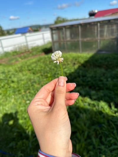 A close-up shot features a person's hand holding a single white clover flower. The hand, with manicured fingernails, is positioned in the foreground, with the flower extending to the left. The background is blurred, but suggests an outdoor setting with lush green foliage, possibly a garden or field. In the far background, structures resembling a greenhouse or shed are visible, along with a bright blue sky with scattered clouds. The lighting indicates it is daytime, likely a sunny day. The image seems to capture a simple, peaceful moment outdoors.