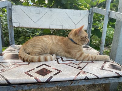 An orange tabby cat with a blue collar is lying down on a chair with a patterned seat. The cat is facing to the right, with its body extended and its tail curled around its front paws. The chair is made of metal and has a weathered appearance, with peeling white paint on the backrest. The seat of the chair is covered with a vinyl material that has a geometric pattern in shades of brown, beige, and white. Behind the chair, there are lush green bushes and trees, suggesting an outdoor setting. The lighting indicates it is daytime, likely in the late morning or early afternoon, with the sun casting soft shadows. The overall scene appears peaceful and relaxed, with the cat resting comfortably in its environment. The location is identified as Vysokyi, Ukraine. There is no visible text in the image.