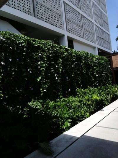 A building facade of concrete blocks with triangular cutouts forms the upper portion of the image. Below this is a thick, lush green hedge covered in small white and purple flowers, acting as a verdant wall. The hedge is densely packed and spills over into a layer of lower, broad-leafed green foliage. In the foreground, a light-colored concrete pathway with visible seams runs diagonally across the frame, casting distinct shadows from an unseen source. The scene appears to be an outdoor architectural space, possibly a hotel or a modern building in Banyuwangi, Indonesia, given the lush vegetation and the climate suggested by the bright lighting.