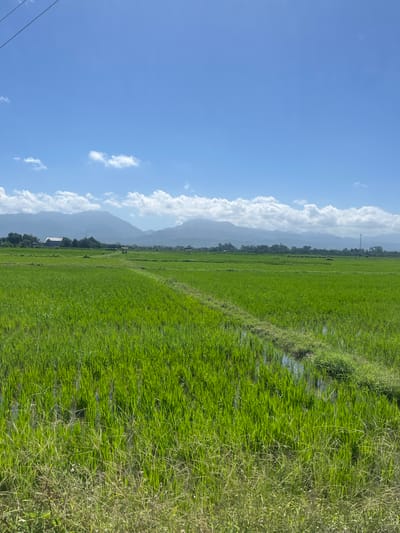 The image depicts a vast, vibrant green rice paddy field under a clear blue sky dotted with scattered white clouds. The field is neatly divided by narrow, raised pathways and channels of water, indicating active cultivation. In the distance, a range of hazy mountains forms the backdrop, partially obscured by clouds. On the left side of the horizon, structures that appear to be buildings and trees are visible, suggesting a nearby village or settlement. The foreground shows a strip of drier grass and vegetation. The scene is peaceful and agrarian, characteristic of rural landscapes in Jembrana, Indonesia. There are no people or animals visible in the frame.
