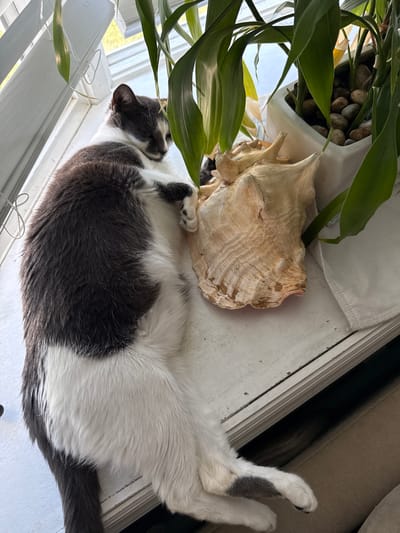 A gray and white cat sleeps on a windowsill in Bellmore, United States of America. The cat is nestled amongst large houseplants and a decorative seashell. The blinds are partially drawn, allowing sunlight to filter through. The cat's body is relaxed, with its paws tucked in. The environment appears to be a domestic setting, likely a home.