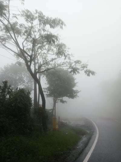 This image displays a street scene in Neerveli, Sri Lanka, characterized by dense fog. A wet, dark asphalt road is visible in the foreground and midground, curving gently to the right. A solid white line delineates the right edge of the paved surface. To the left of the road, a narrow strip of dark green grass and low vegetation transitions into an area of denser green bushes. Multiple trees with dark trunks and visible green foliage stand along the left side of the road, partially obscured by the fog. At least two dark utility poles are present among these trees, with power lines faintly visible against the overcast, foggy sky. A yellow and black cylindrical roadside marker is situated on the grassy verge near one of the utility poles. The heavy fog significantly reduces visibility, rendering the background indistinct. No people, vehicles, or animals are depicted in the scene. The wet appearance of the road and ground indicates high humidity or recent precipitation.