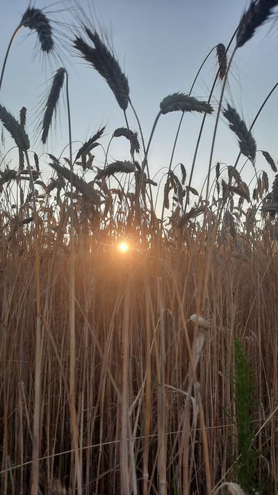 The image depicts a field of ripe wheat stalks silhouetted against a pale, overcast sky. The sun is low on the horizon, creating a warm glow that filters through the stalks, illuminating the field with a golden light. The foreground is dominated by the dense growth of wheat, with individual stalks and ears clearly visible. Some of the wheat ears are bent over, suggesting ripeness and the weight of their grain. In the background, the sky is a soft grey, transitioning to a lighter hue near the horizon where the sun is visible. The overall impression is one of a serene, natural landscape at dusk. The image was captured in the vicinity of Славенскі сельскі Савет, Belarus, a region known for its agricultural land.