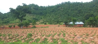 The image captures a rural landscape in Gu, Nigeria, dominated by a densely forested hill in the background. In the foreground, a field of tilled soil with prominent mounds suggests recent cultivation, with sparse green vegetation emerging from the earth. A few scattered trees, including a large, mature tree to the left, dot the mid-ground. To the right of the field, a small, brick house with a corrugated metal roof stands nestled amongst trees. The sky is overcast.