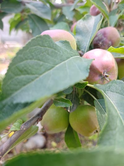 A close-up shot focuses on a cluster of young apples on a branch, surrounded by green leaves. The apples vary in color, with some appearing green and others exhibiting a blush of pink or a deep reddish-purple. A thick, textured leaf dominates the foreground, partially obscuring some of the apples. The branch itself is visible, a dark, woody structure with small brown dots. The background is softly blurred, suggesting an outdoor setting with hints of other foliage and possibly a building or fence. The image is likely taken in Кашка-Суу, Kyrgyzstan, given the context provided.