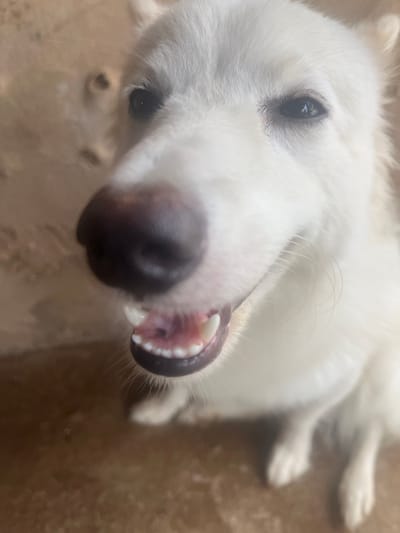 Close-up of a white dog lying on a tan surface, possibly concrete or tile. The dog is positioned upside down, with its head angled towards the viewer. Its eyes are visible, and its mouth is slightly open, revealing teeth and the inside of its mouth. The dog's nose is large and dark. The background is blurred and out of focus. The location is not discernible from the image.