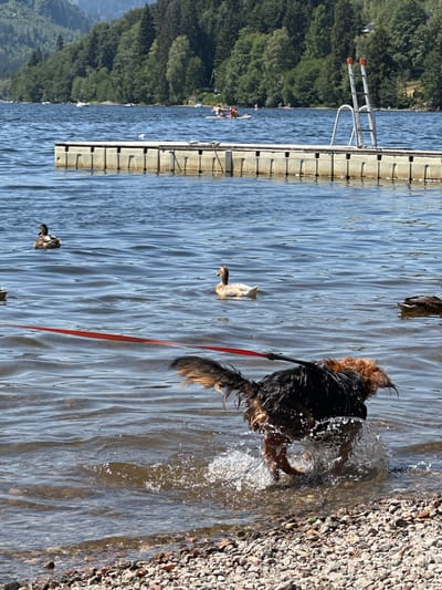 A shaggy, dark-colored dog with a tan ruff is partially submerged in the rippling blue water of a lake, splashing as it moves. The dog is wearing a black harness and a red leash trails behind it. The scene is set along the rocky shore of the lake, with a floating dock made of modular plastic units extending into the water from the left. A silver ladder is attached to the dock, reaching towards the water. In the background, lush green trees cover rolling hills, suggesting a natural, outdoor setting. A few ducks are visible in the water, swimming near the dock and the dog. Further in the distance, there are hints of people on a paddleboat and other small boats on the lake. The bright sunlight indicates it is a clear, daytime scene. The overall impression is one of a playful moment at a lakeside location, likely during pleasant weather. The location context of Titisee-Neustadt, Germany, further places this scene in a popular tourist and recreational area known for its natural beauty. There is no visible text in the image.