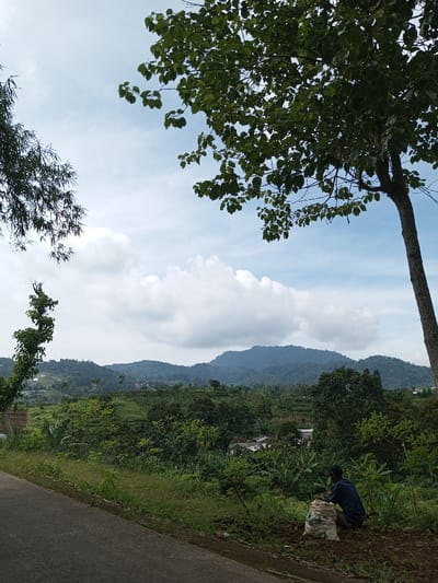 The image depicts a verdant, mountainous landscape in Kandenuwara, Sri Lanka, under a partly cloudy sky. A paved asphalt road occupies the lower-left foreground, bordered by green grass and exposed soil. A single individual, male, wearing a dark blue long-sleeved shirt, dark trousers, and a dark cap, is crouched on the exposed earth to the right of the road. This individual is positioned next to a large, light-colored sack, likely containing soil or agricultural amendments, and appears to be engaged in ground-level cultivation or planting.
The immediate surroundings feature a variety of green foliage, including a large tree with dense leaves on the right side of the frame, partially obscuring the sky, and thinner, reedy vegetation on the left. The mid-ground extends into a valley and subsequent hills, characterized by extensive, lush green vegetation, including what appear to be terraced agricultural fields and numerous trees. Several small, light-colored structures are discernible amidst the greenery in the mid-distance. The far background is dominated by a range of dark green, forested mountains, rising beneath a light blue sky dotted with significant white cumulus clouds.