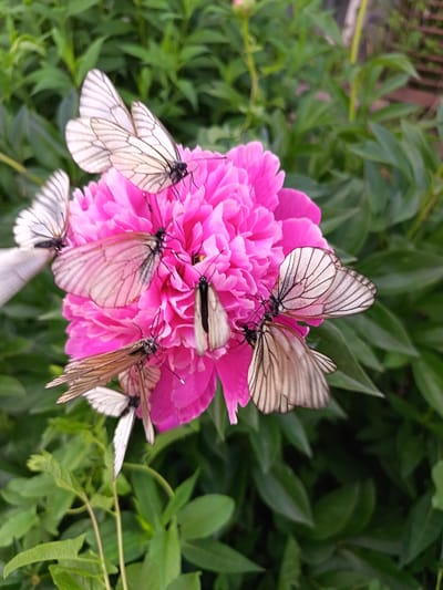 A close-up, eye-level shot captures a cluster of white butterflies with black-lined wings resting on a vibrant pink peony flower. The butterflies are positioned in various orientations, some with wings spread and others partially closed, creating a delicate and intricate pattern. The peony, with its lush, layered petals, dominates the center of the frame. The background consists of blurred green foliage, suggesting an outdoor garden setting. The image appears to be taken in Soloneshnoye, Russia, likely during the warmer months when peonies bloom and butterflies are active.