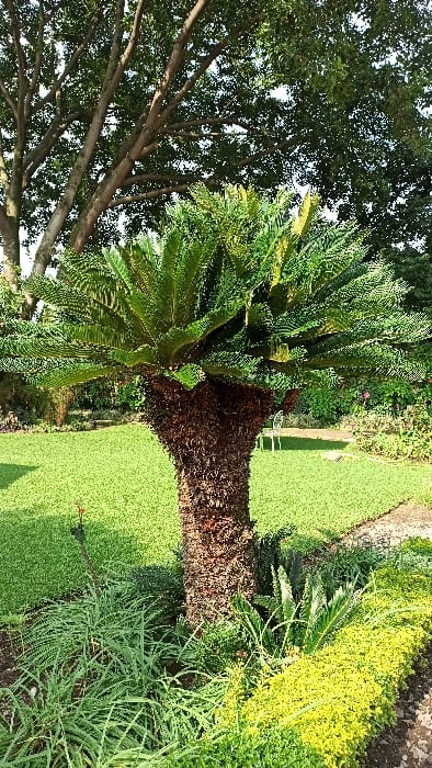 The scene depicts an outdoor garden area in Gisenyi, Rwanda, under bright daylight. A prominent cycad tree, characterized by a thick, dark brown, textured trunk and a crown of stiff, dark green, pinnate fronds, stands centrally. Lighter green, newer fronds are visible at the top of the crown. The base of the cycad is encircled by a planted bed. This bed contains long, narrow-leaved green plants, one exhibiting a single red-orange flower spike, and a dense, low-growing hedge of bright yellow-green foliage extending towards the foreground right, adjacent to a narrow, light-colored path. A meticulously maintained green lawn stretches across the midground. On the right side of the lawn, a white, possibly metal, garden chair is partially visible. The background features denser green foliage, including a large deciduous tree with visible branches and a full green canopy, situated beneath a bright sky. No individuals or active interactions are present.