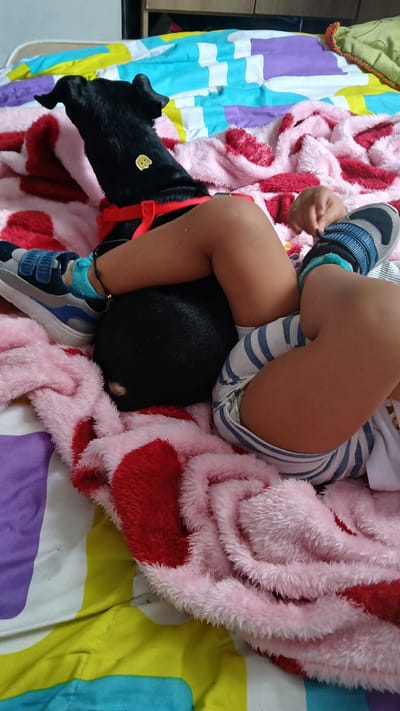 A young child is lying down on a bed with a black dog. The child is wearing striped shorts and sneakers. The dog is wearing a red harness and has a yellow sticker on its side. Both are covered by a pink blanket with red heart shapes. The bed has a colorful striped comforter. The scene appears to be indoors, likely in a home. The child's legs and feet are visible, and the dog's head and upper body are nestled against the child. The image is taken from a top-down perspective. There is no visible text in the image. The time of day and weather are not discernible from the image. The emotional tone is one of comfort and closeness between the child and the dog.