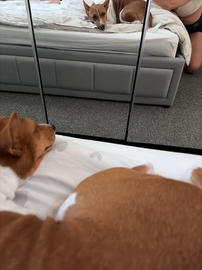 The image shows a partial view of a room, possibly a bedroom, containing a bed with light-colored sheets and a grey headboard. A dog, with brown and white fur, is lying on the bed and its reflection is visible in a mirror or reflective surface. A person's legs are visible at the top of the image, suggesting they are sitting or standing near the bed. The room has grey carpeting. The location is not discernible from the provided image, so I cannot place it in the city of Salford, United Kingdom.